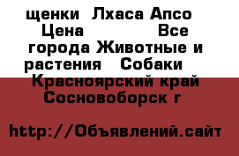 щенки  Лхаса Апсо › Цена ­ 20 000 - Все города Животные и растения » Собаки   . Красноярский край,Сосновоборск г.